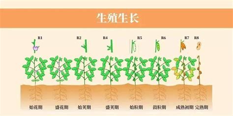 小豆樹生長速度